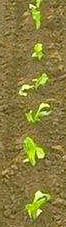 Lettuce seedlings